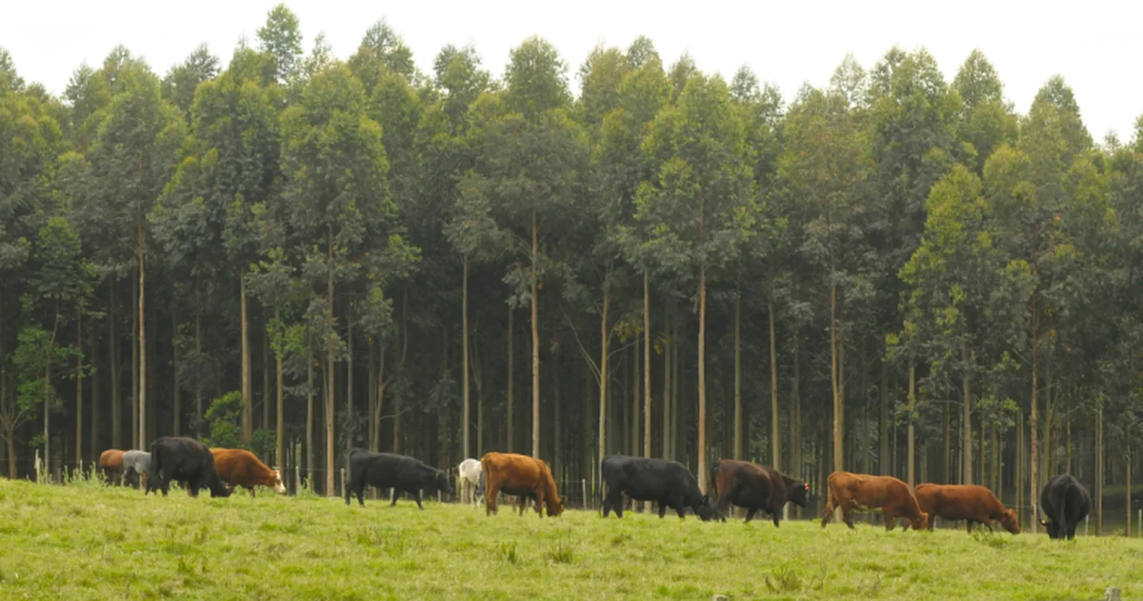 Imagen del proyecto Guanaré
